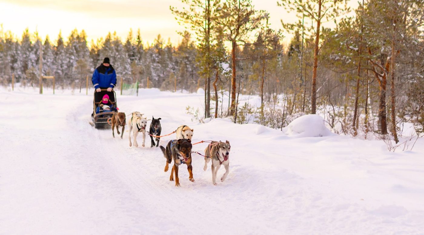 Huskies on a winter safari
