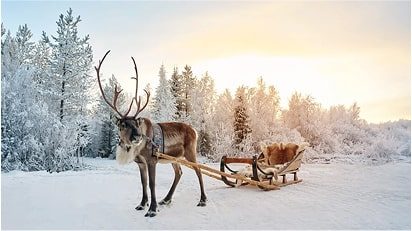 Reindeer in Suomu